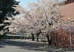 赤レンガ倉庫を思わせる瀟洒な建物と桜が見事。