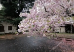 雨が降っても桜の美しさは健在よ