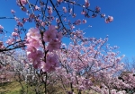 河津桜が満開。3/10あたりまでギリギリまでもつかな