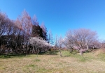 山桜系の木々も豊富にある