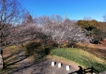 展望台の背面にある山桜