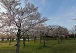 平日は空きまくってる穴場だった。もっと奥に行くと新緑の河津桜ゾーン