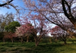 いろんな種類の桜が植わってる
