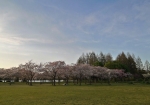広い芝生。大量の桜。花見のためにあるような公園だ。