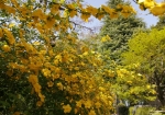 春は桜と黄色系花が拝める