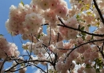 八重桜が美しい。