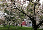 足立区は五色の桜にちなんで八重桜をたくさん植えてる
