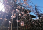 名物の枝垂れ桜。2/1で1割咲きぐらい