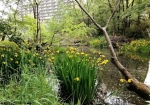 明日山運動公園内の入間川の支流沿いに黄ショウブが咲いている5月