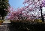 裏側に回ると桜列と撮影できる。