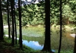 木立の間からのぞく池が美しい
