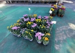 数量限定の菊。お得な値段で園芸家産の綺麗な菊が買える。