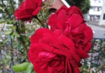 赤いバラと洋館がよく似合う