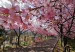 桜並木が名物。展望の丘の周囲に続く