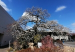 駐車場の梅は県天然記念物から枝もらって大きくした