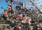 冬に満開の十月桜。