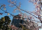冬の桜は鳩ケ谷氷川神社が一番よく咲いている