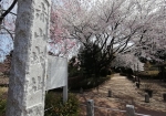 春の赤山城址は桜の名所。