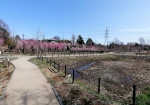 植木の町安行を舐めてた。ほぼ初年度からこれほど桜を咲かせるとは…