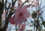 陽光が満開。安行桜はもう散った。