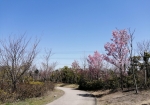 陽光が咲いてる小道。ほかにも桜の木がある。