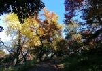 箱根山は紅葉で美しい山