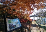 晴れた日の中川公園の紅葉は美しい