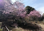 安行桜。