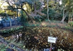 水芭蕉の池。芽が出るのは春か夏