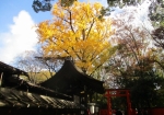 河合神社の紅葉