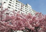 団地がすぐ後ろ。地元住民には有名な桜並木だそうだ。