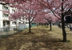 桜並木。2022/3/7満開。