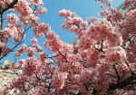 河津さくらの次は寒緋桜が咲く。時間差でさく。