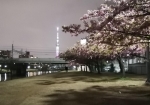 スカイツリーと夜桜を撮りにちらほら人は来る。