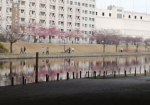 川向いからも目立つ河津桜