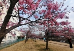 桜を長時間占有する人がいて激戦区