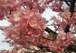 美しい河津桜。ぷりちー。