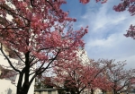 青空と映える河津桜。びゅーてぃほー。