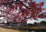 河津桜のつぼみがほとんどない。これがピーク決定