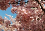 こぼれんばかりの河津桜
