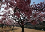 早朝の河津桜は空いてる。