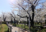 視界が桜でふさがれる。すごいぞ隅田公園