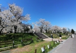 隅田公園の春はこんなに綺麗だったんだな