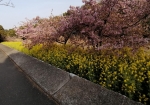 美しい行徳湿地。今年も桜が綺麗に咲いた