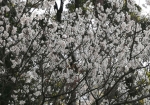 小学校の入学式の格好の親子が記念写真撮る桜