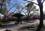 安行桜の有名地である。