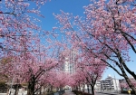 都会派の桜並木とビル群が映える