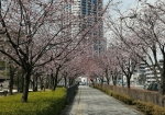公園内の桜と歩道の桜がアーチを作っている。