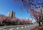 川口で五本の指に入る桜の名所