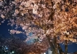 天気が悪くても雨が降っても夜桜は美しい